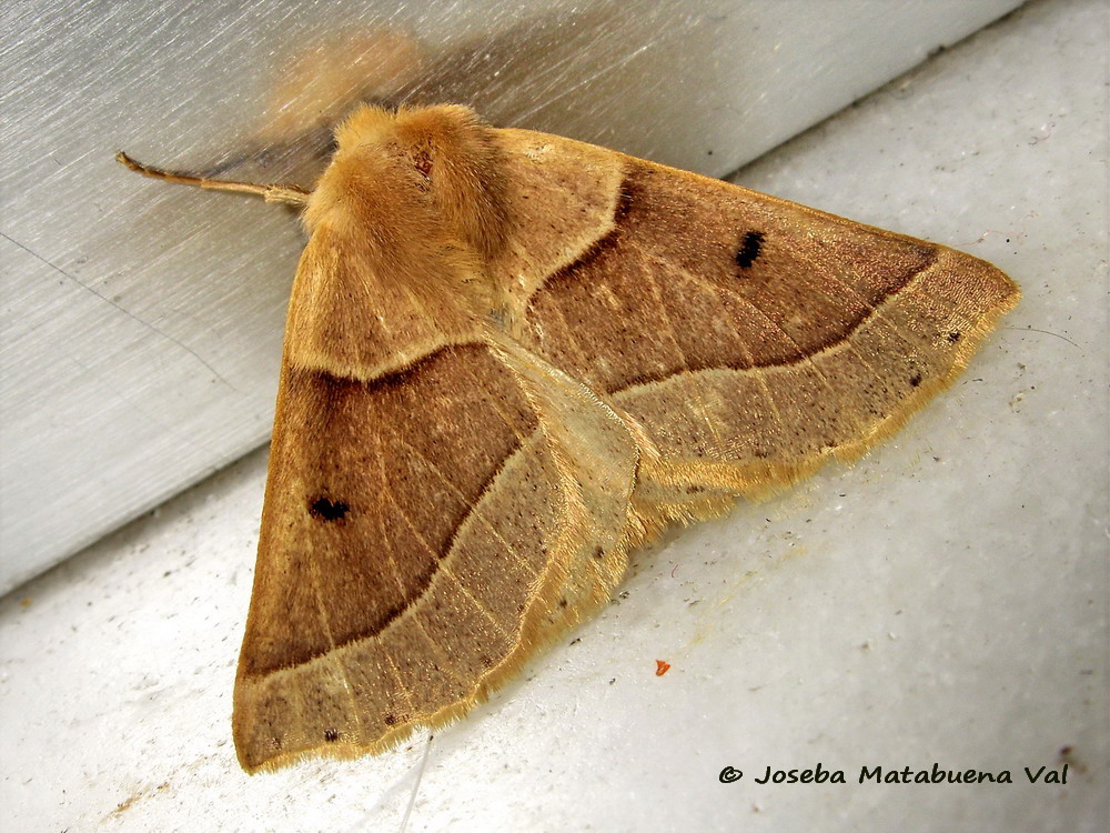 Cosmia trapezina-Noctuidae? No, Crocallis elinguaria, Geometridae